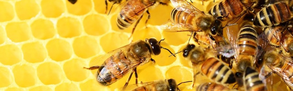 Honey Bees and Comb 2