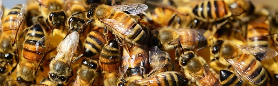 honey-bees-326334_640