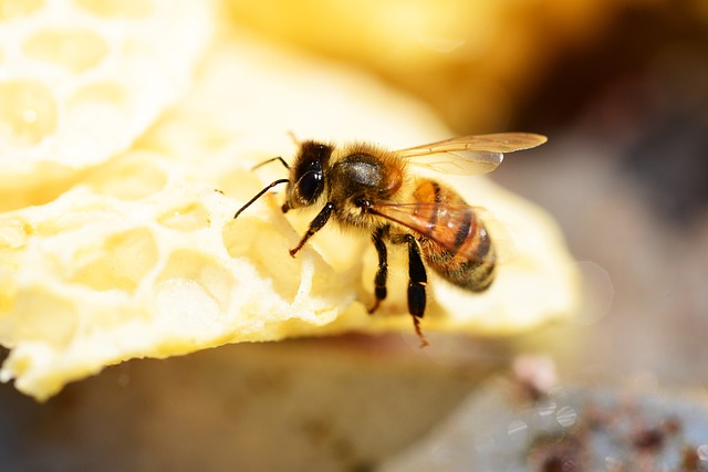 Bee Making Raw Honey